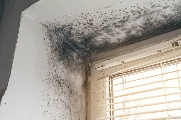 Affordable Attic Mold Remediation solutions in Orviston, PA