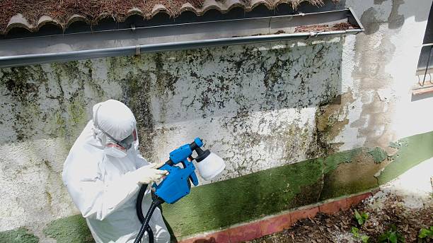 Top rated local Attic Mold Remediation specialists in Orviston, PA